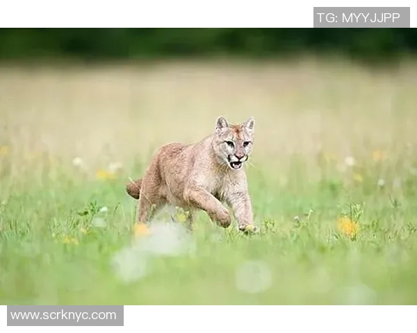 美洲狮与阿特拉斯的精彩对决视频全景解析与精彩瞬间回顾