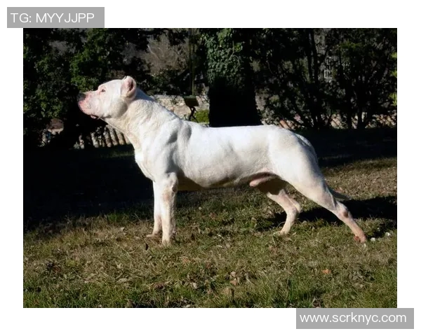 蒙特瑞与墨西哥老虎的巅峰对决谁能笑到最后